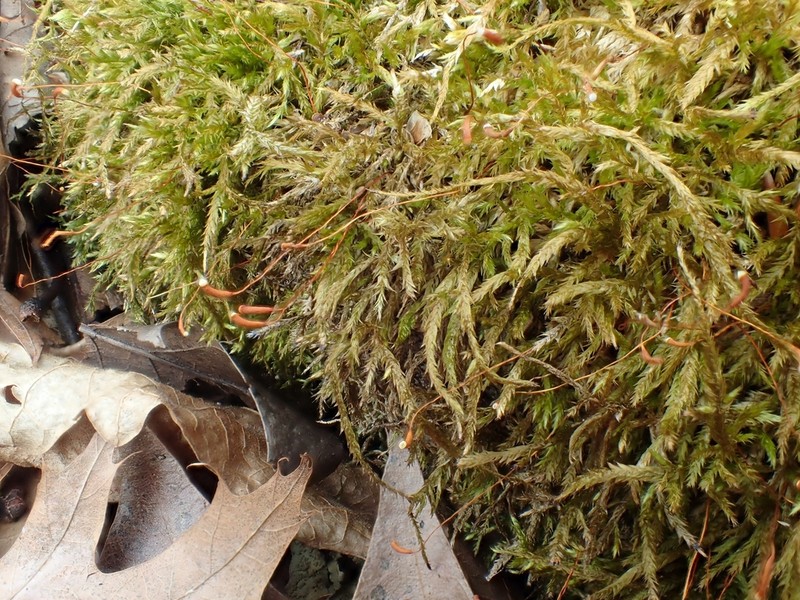 Callicladium Moss photo 3