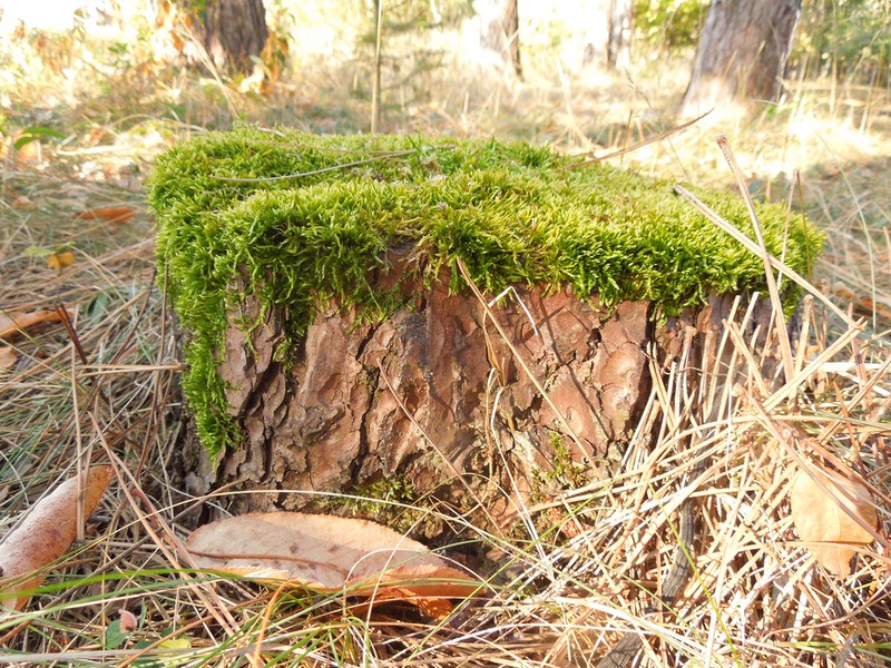 Callicladium Moss photo 4