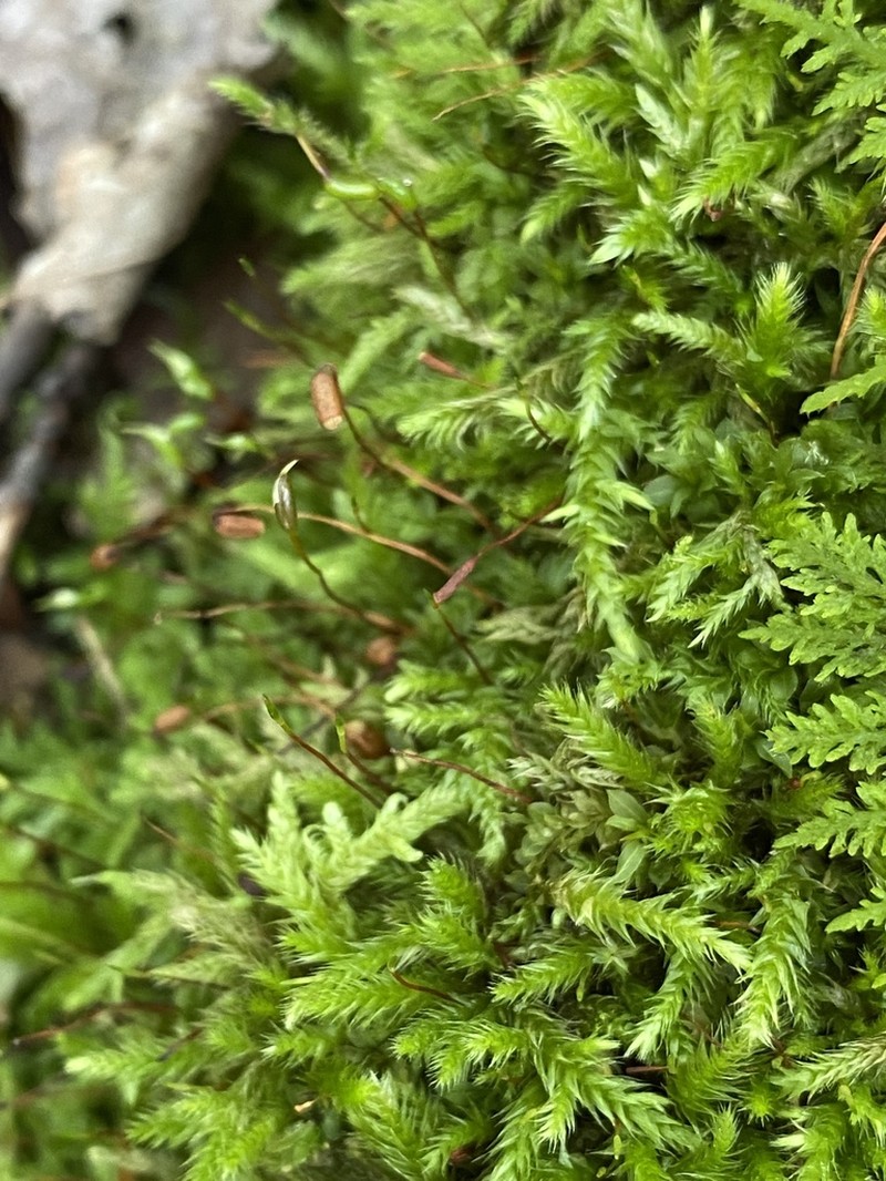 Callicladium Moss photo 5