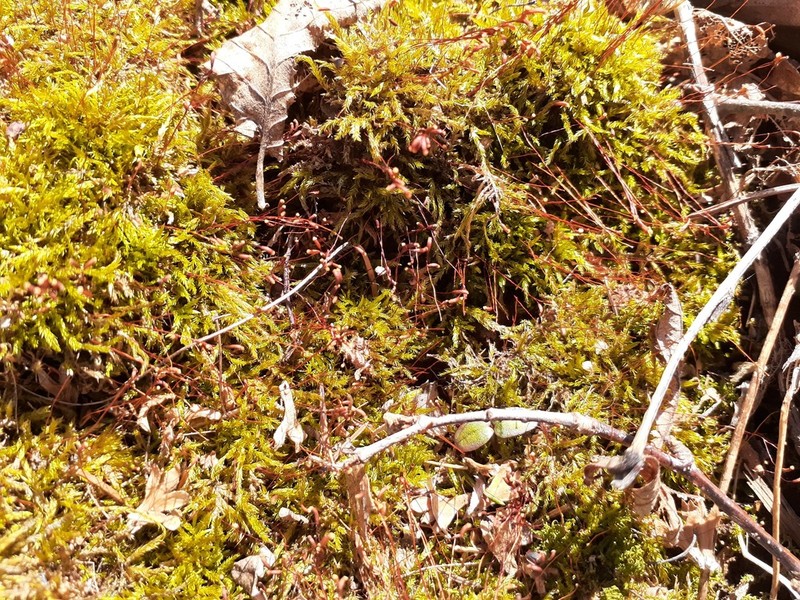 Callicladium Moss photo 6