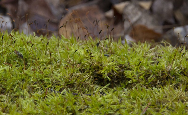 Callicladium Moss photo 7