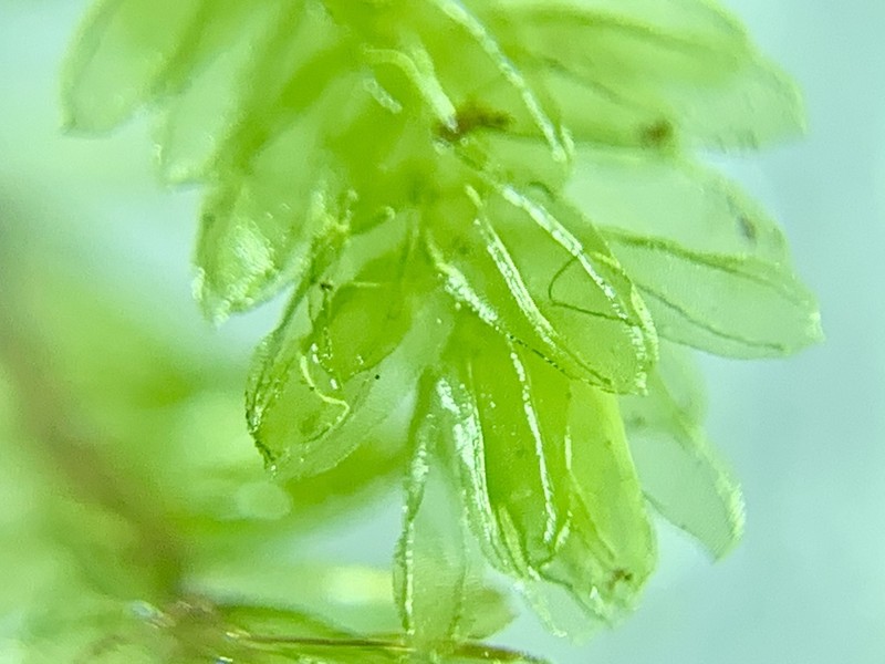 Pale Callicostella Moss photo 4