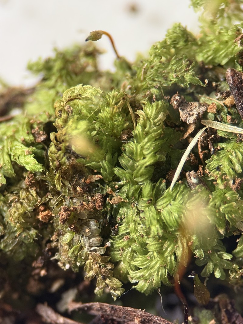 Pale Callicostella Moss photo 5