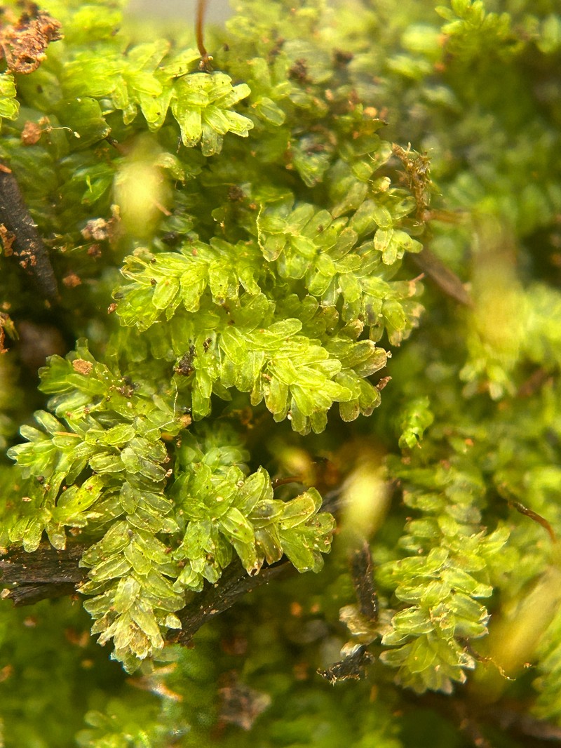 Pale Callicostella Moss photo 6