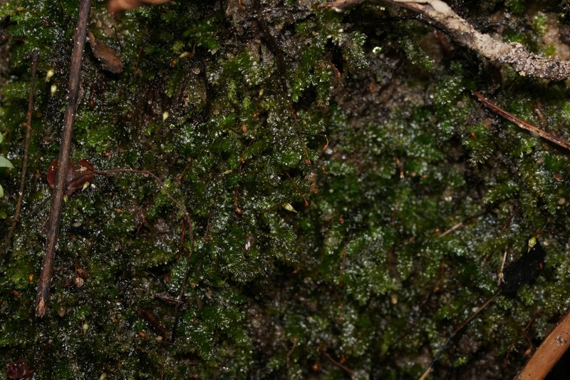 Pale Callicostella Moss photo 7