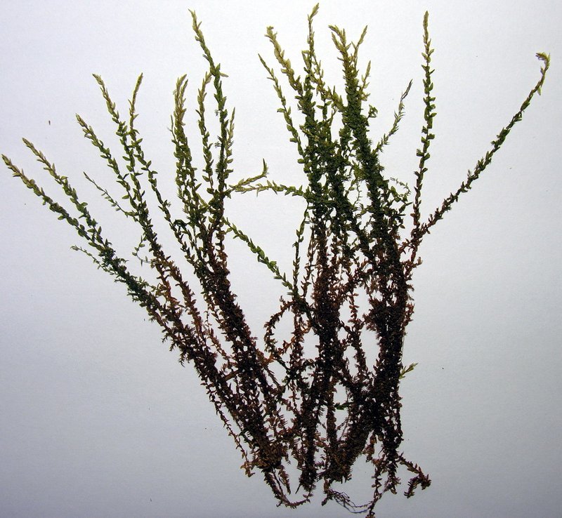 Calliergon Moss