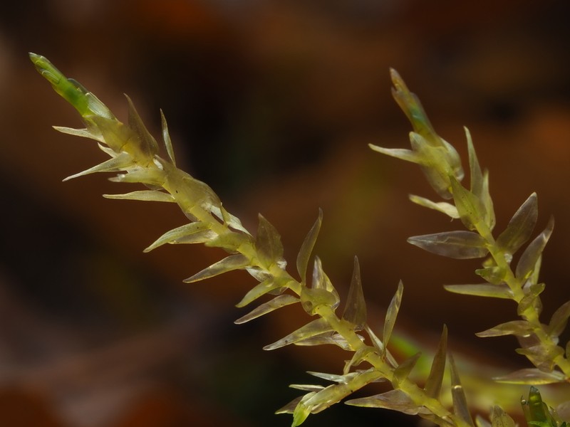 Calliergon Moss photo 2