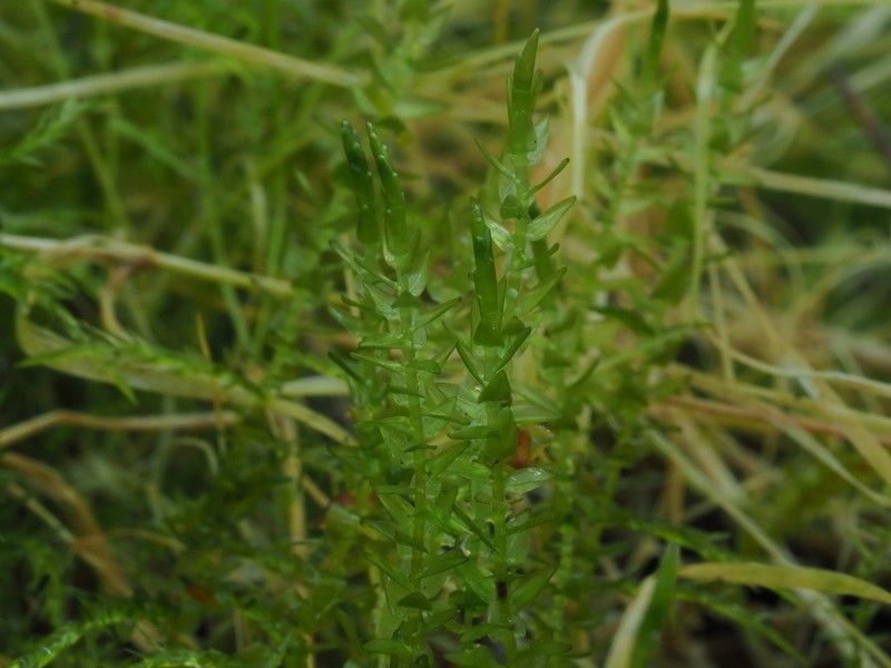 Calliergon Moss photo 3
