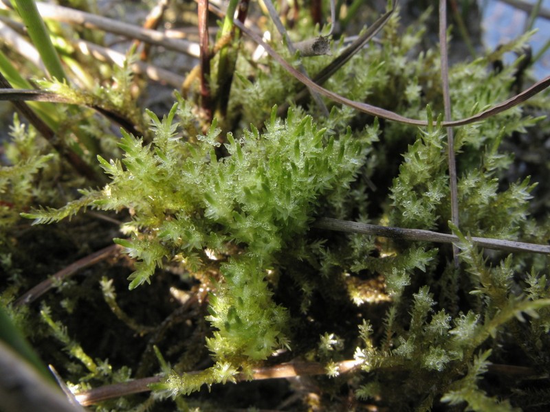 Calliergon Moss photo 4