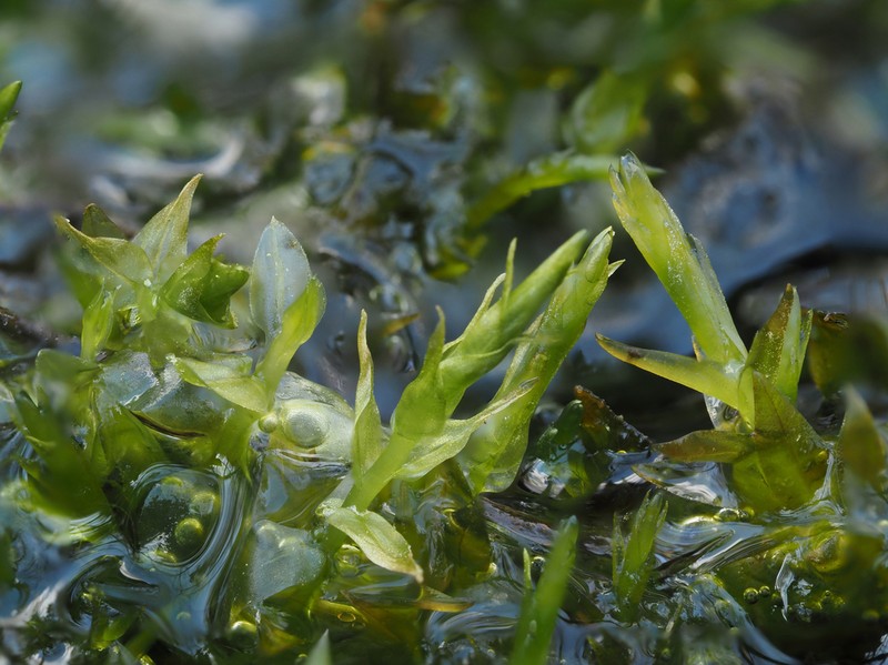 Calliergon Moss photo 5