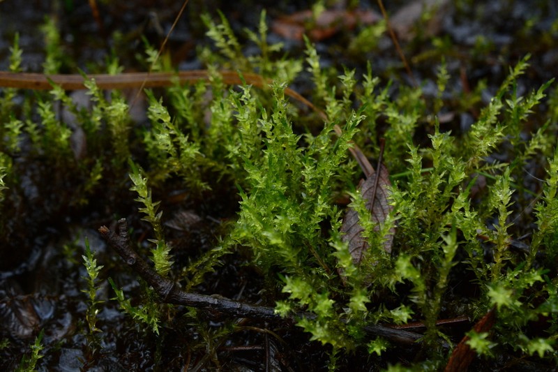 Calliergon Moss photo 6