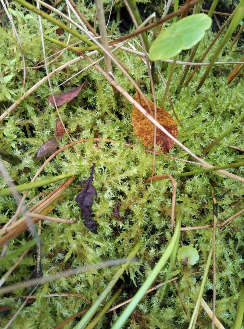 Calliergon Moss photo 7