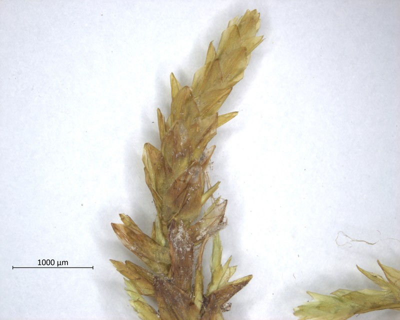 Giant Calliergon Moss photo 2