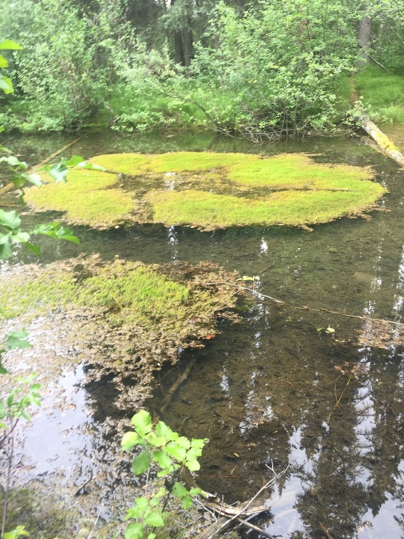 Giant Calliergon Moss photo 3