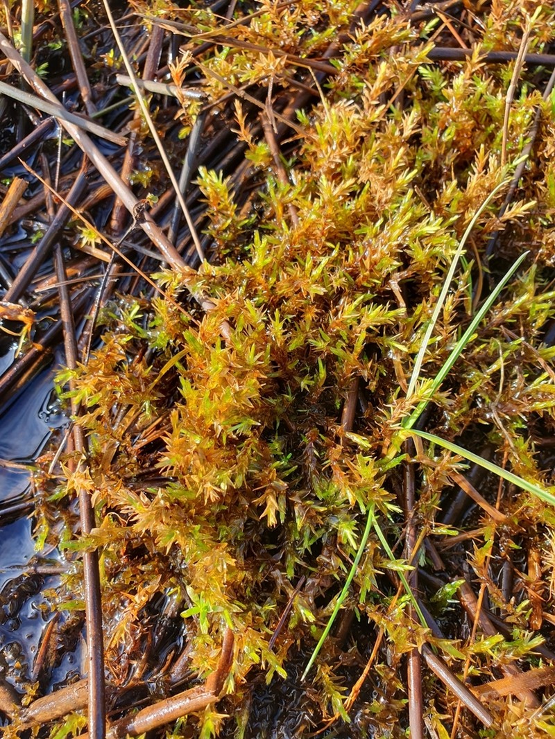 Giant Calliergon Moss photo 4