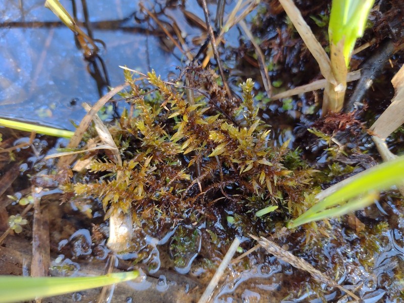 Giant Calliergon Moss photo 5