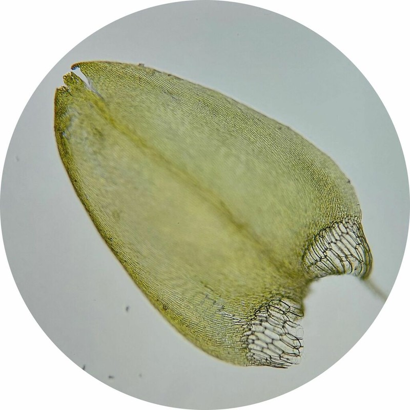 Giant Calliergon Moss photo 6