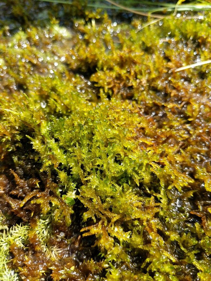 Giant Calliergon Moss photo 7
