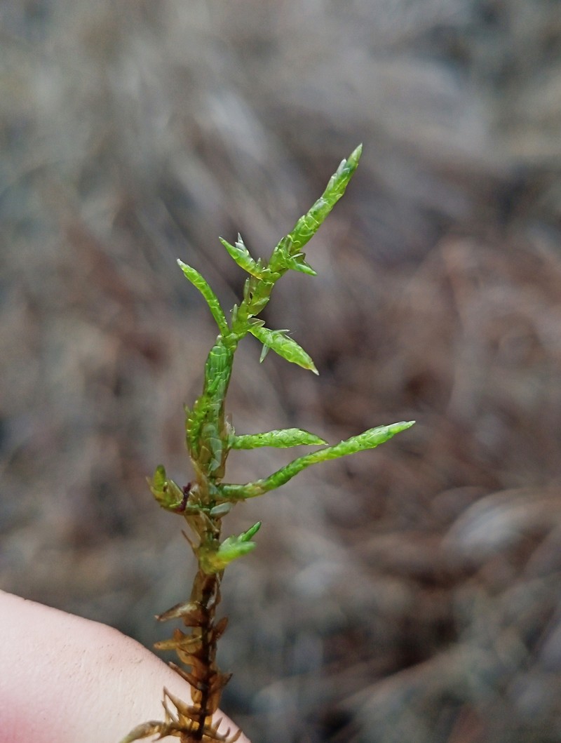Macoun's Calliergon Moss photo 3