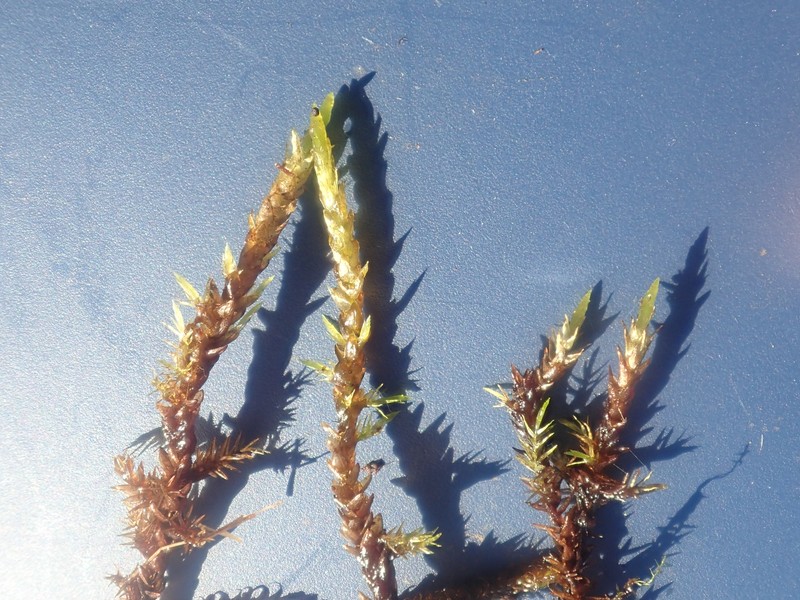 Calliergon Moss