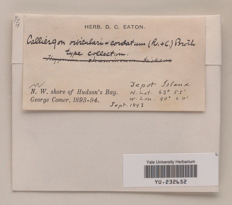 Calliergon Moss