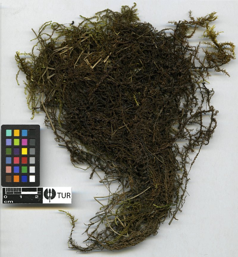 Richardson's Calliergon Moss
