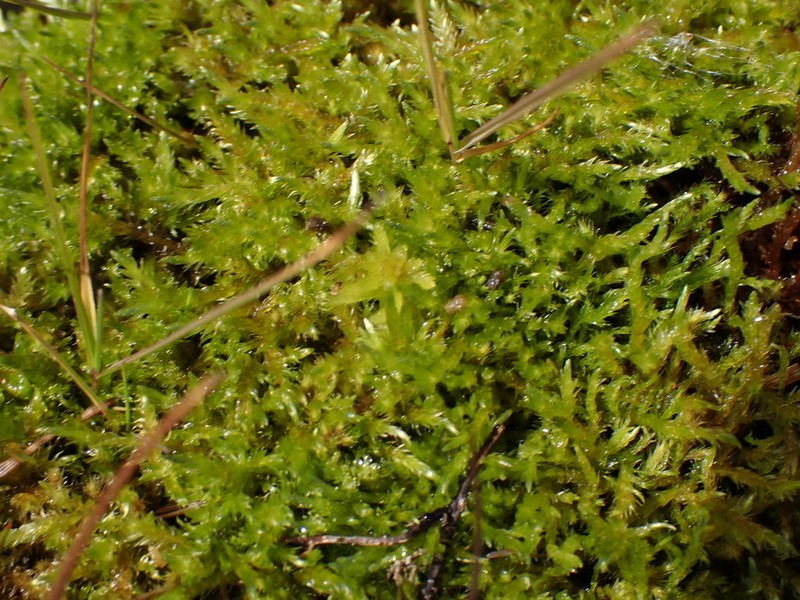 Richardson's Calliergon Moss photo 2