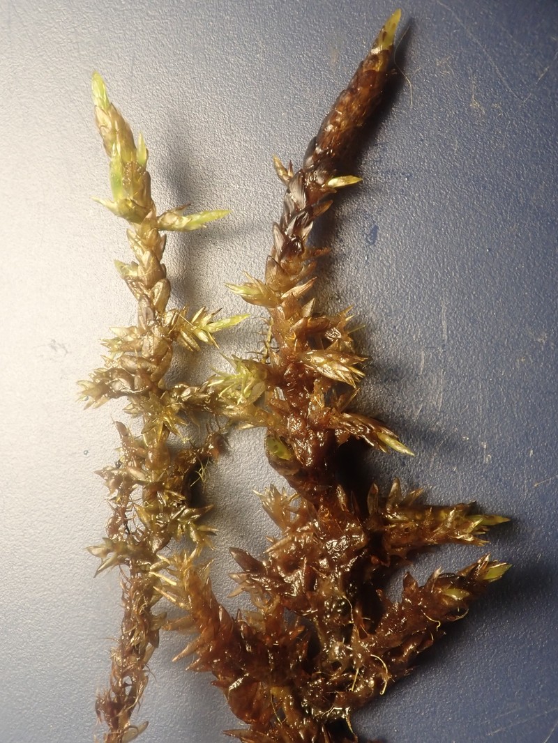 Richardson's Calliergon Moss photo 6