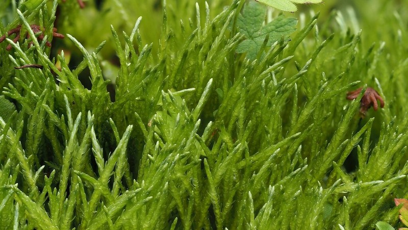 Calliergon Moss