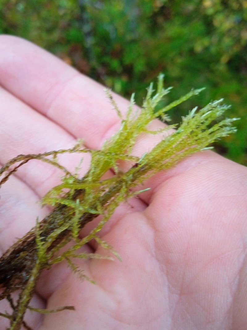 Calliergon Moss photo 2