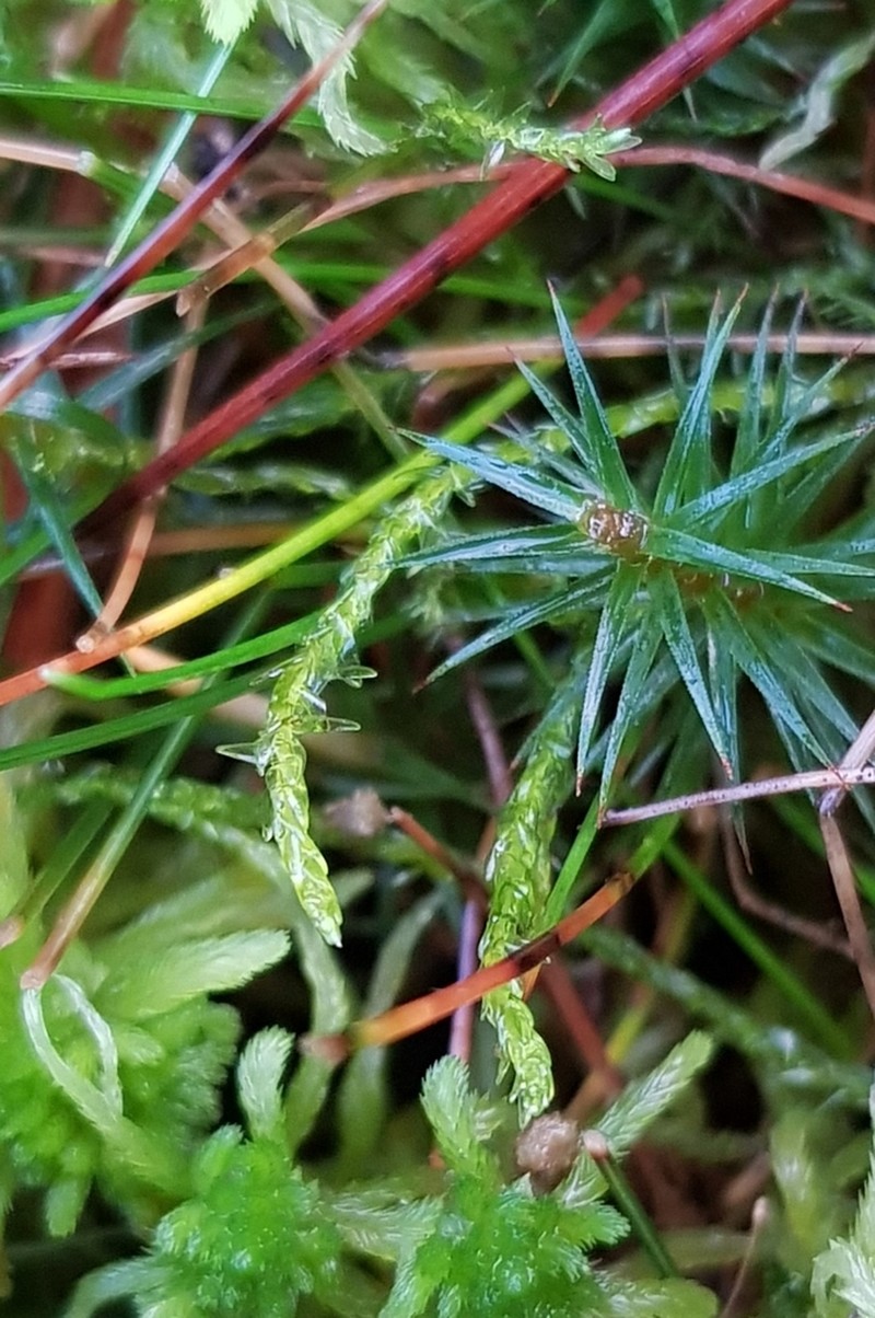 Calliergon Moss photo 3