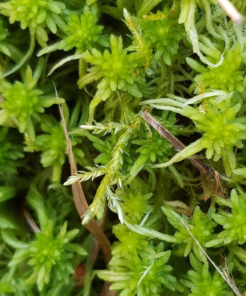 Calliergon Moss photo 4