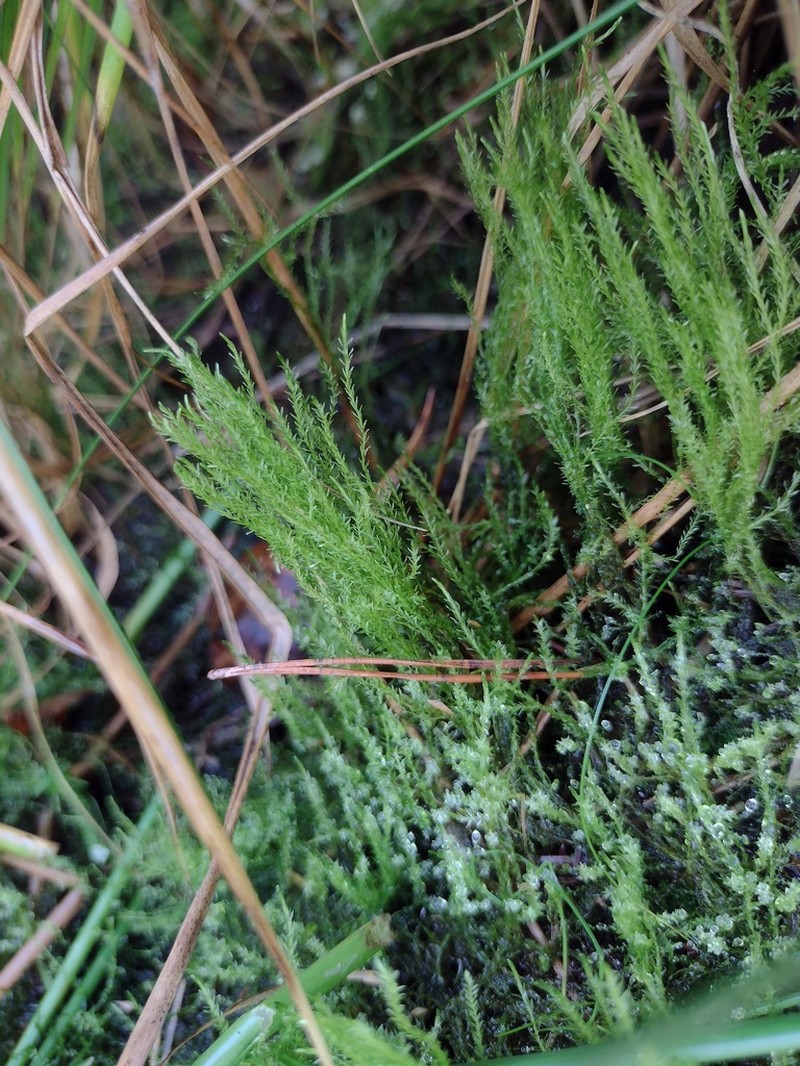 Calliergon Moss photo 5