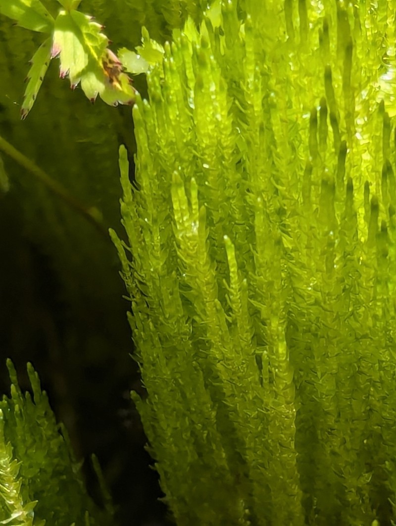 Calliergon Moss photo 6
