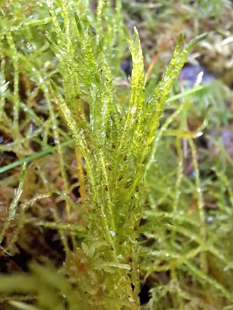 Calliergon Moss photo 7