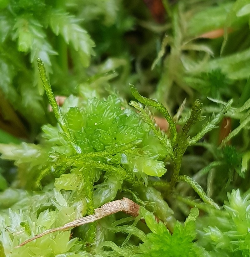 Calliergon Moss photo 8