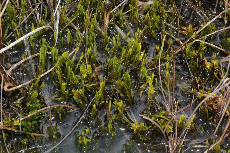 Calliergon Moss