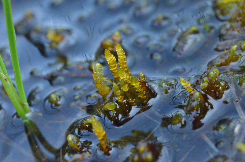 Calliergon Moss photo 2