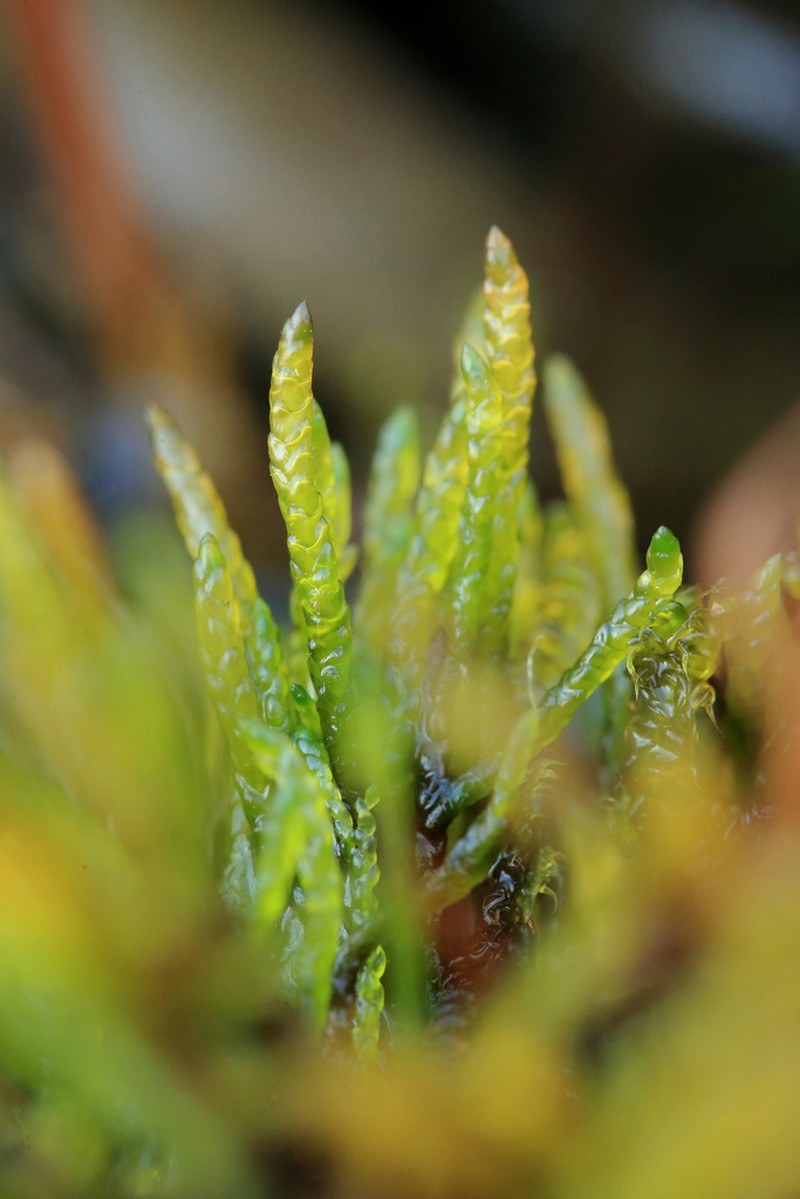 Calliergon Moss photo 3