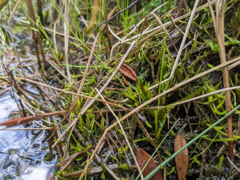 Calliergon Moss photo 4