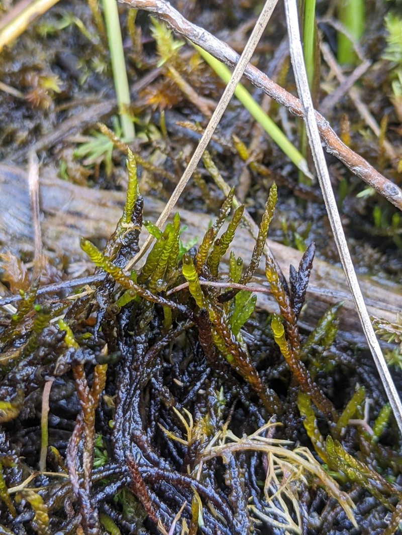 Calliergon Moss photo 5