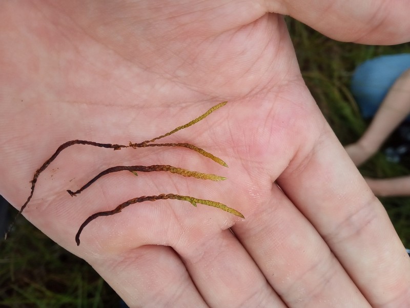 Calliergon Moss photo 6