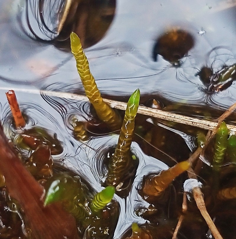 Calliergon Moss photo 7
