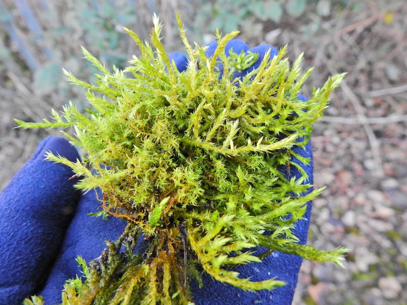 Calliergonella Moss