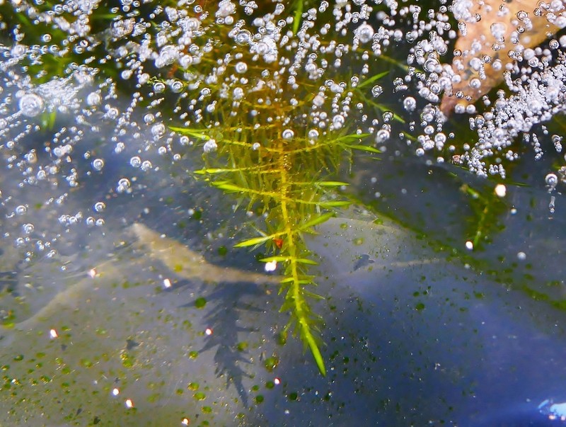 Calliergonella Moss photo 2