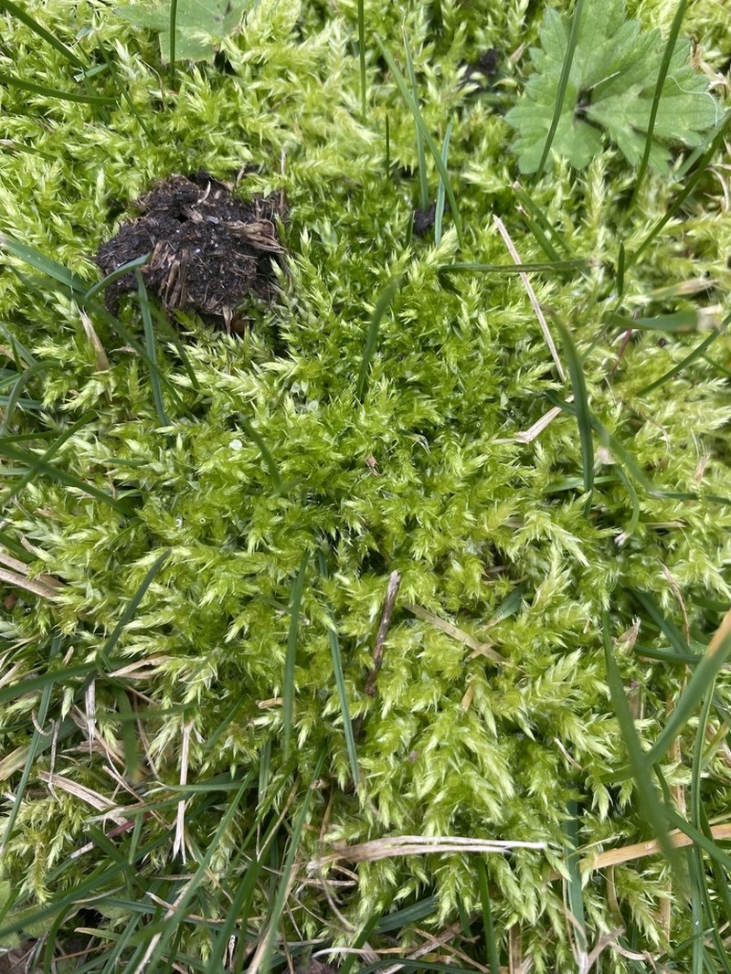 Calliergonella Moss photo 3