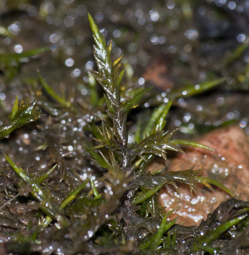 Calliergonella Moss photo 4