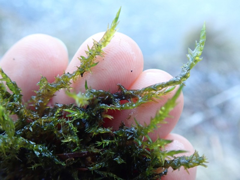 Calliergonella Moss photo 5