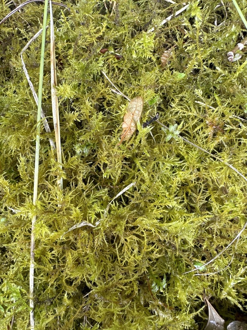 Calliergonella Moss photo 6