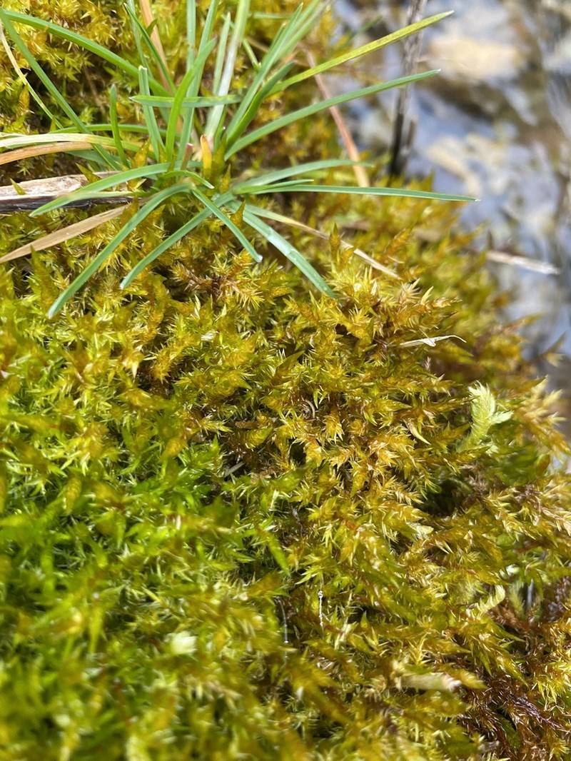Calliergonella Moss photo 7